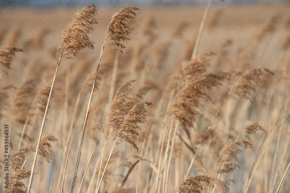 Fototapeta premium 갈대 숲 자연 바람