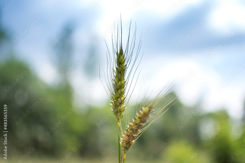 wheat 04
