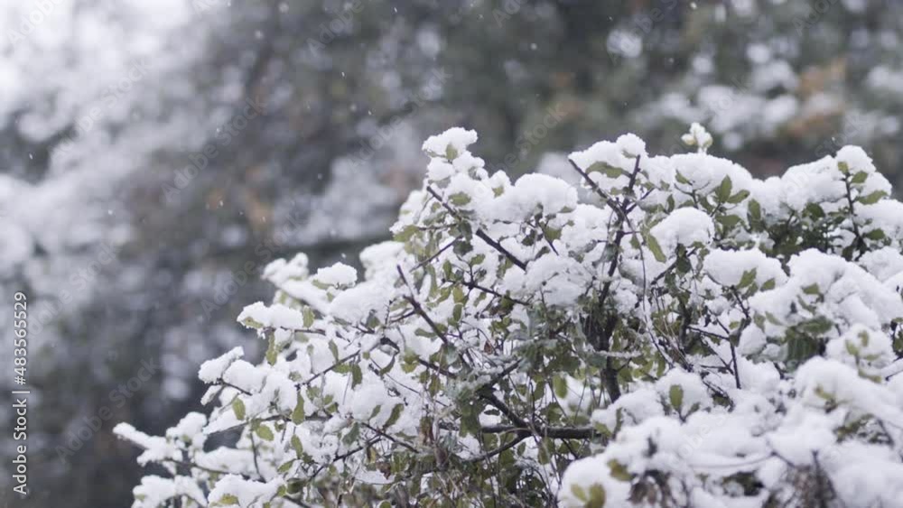 Slow motion of heavy snow fall during a snow storm in a forest Slow motion of heavy snow fall during a snow storm in a forest