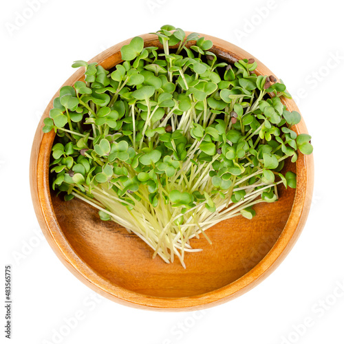 Black mustard microgreen, in a wooden bowl. Young leaves, shoots and cotyledons of Brassica nigra, an edible herb, used as wholesome salad garnish, also cultivated for its black seeds, used as spice.