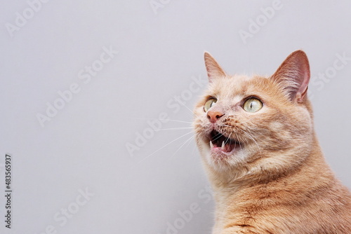 Red cat with an open mouth . Gray background. photo