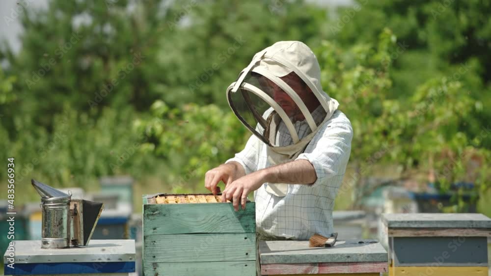Apiary farmer takes a frame out of hive and looks at it carefully. Dark frame with half-sealed honey cells in man’s hands. Nature backdrop on sunny day. Apiary farmer takes a frame out of hive and looks at it carefully. Dark frame with half-sealed honey cells in man’s hands. Nature backdrop on sunny day.