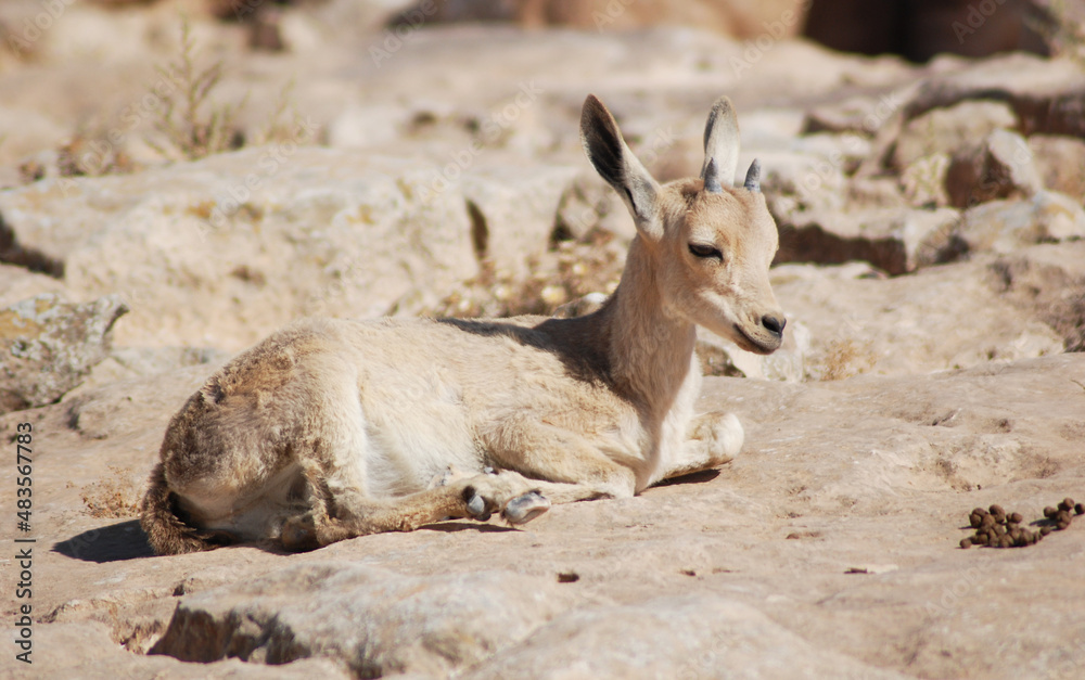 Fototapeta premium Ibex in the Negev desert in Mitzpe Ramon on the rim of the crater Machtesh Ramon, wildlife in Israel
