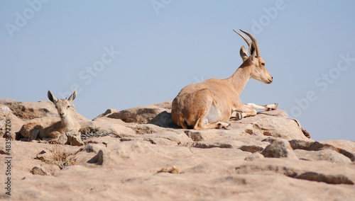 Ibex in the Negev desert in Mitzpe Ramon on the rim of the crater Machtesh Ramon, wildlife in Israel, Ein Gedi