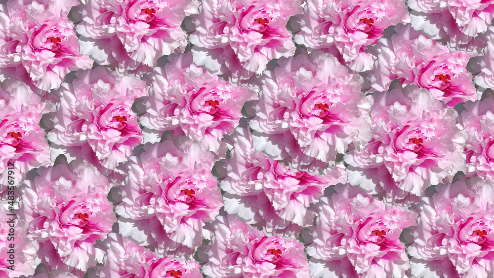White and pink petunia background