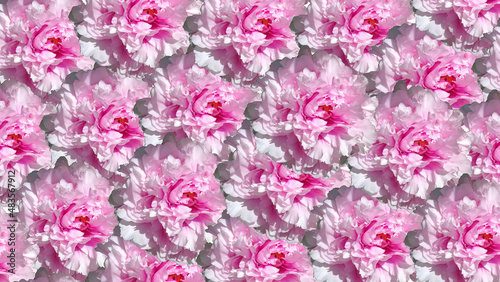 White and pink petunia background