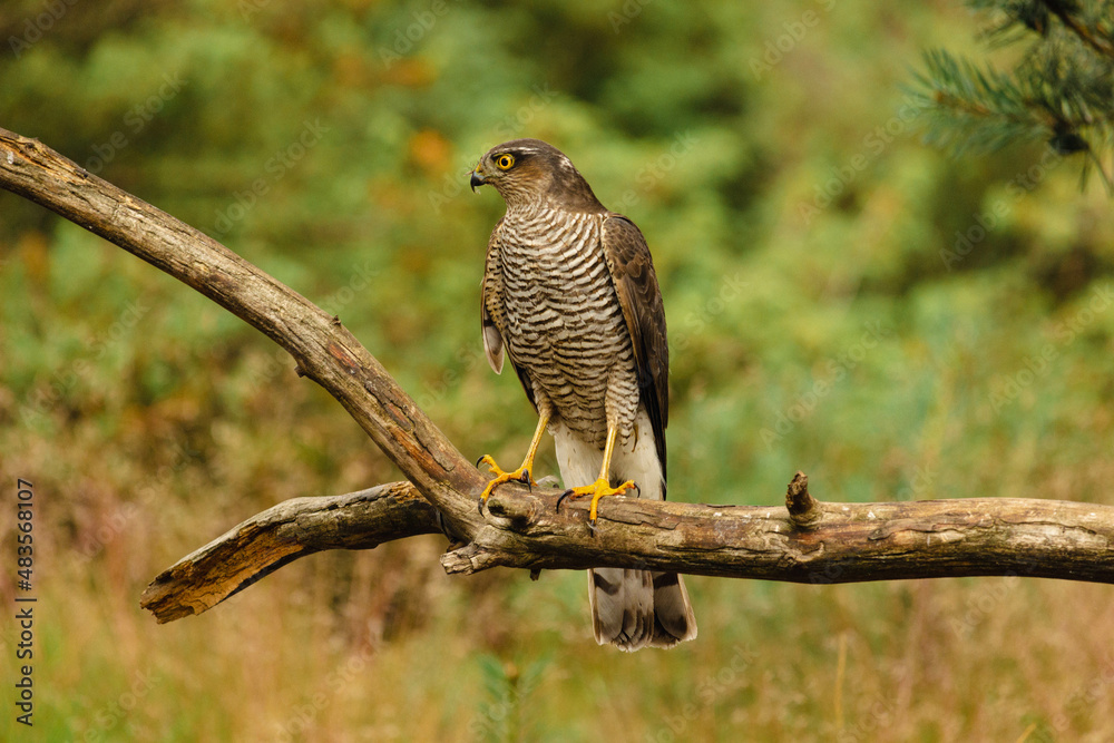 The Eurasian sparrowhawk (Accipiter nisus), also known as the northern