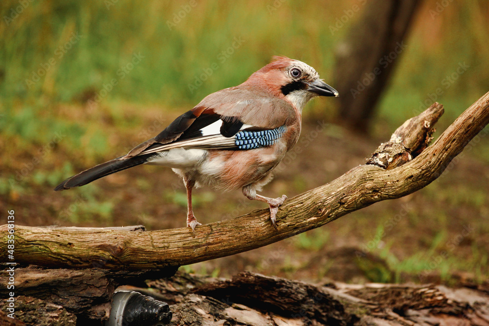 Obraz premium Close up of a Eurasian jay (Garrulus glandarius) eating and looking curious