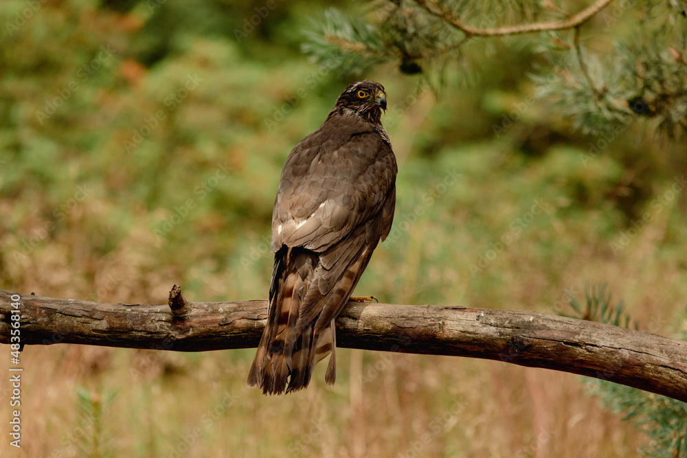 Back side of an Eurasian sparrow hawk (Accipiter nisus), also known as the northern sparrowhawk or the sparrowhawk sitting on a dry tree branch Back side of an Eurasian sparrow hawk (Accipiter nisus), also known as the northern sparrowhawk or the sparrowhawk sitting on a dry tree branch