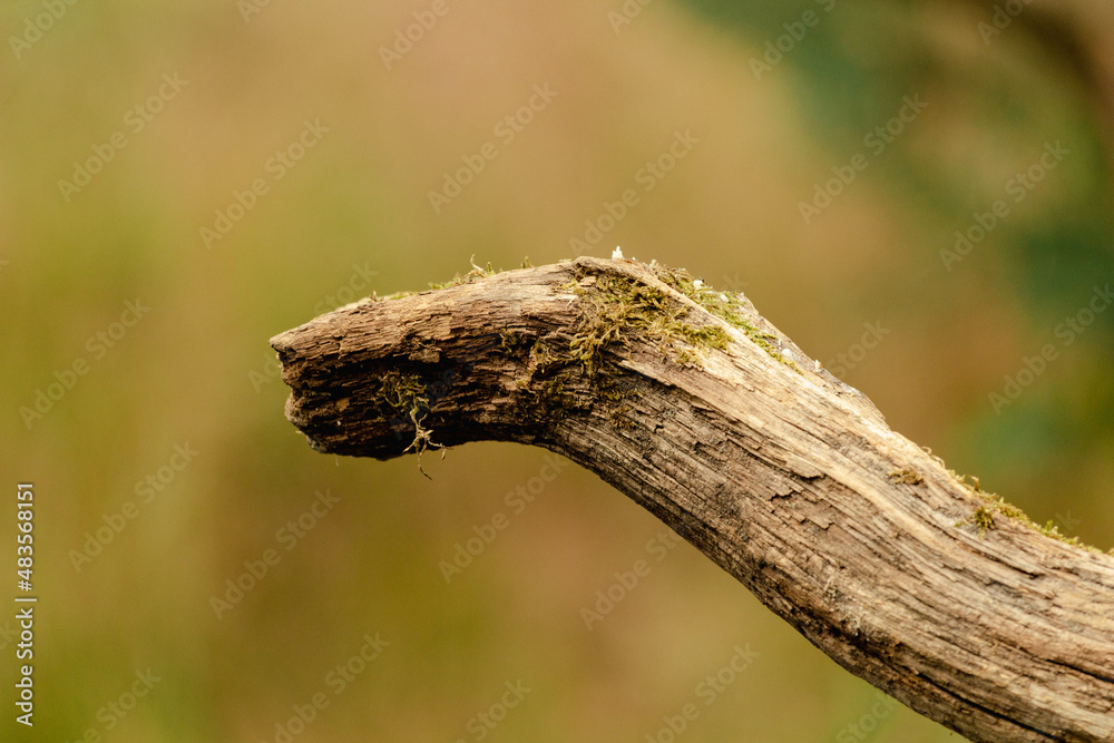 Dry tree branch with a blurry background Dry tree branch with a blurry background