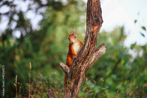 Eurasian red squirrel (Sciurus vulgaris) climbing a old tree branch and looking curious for food © OldskoolPhotography