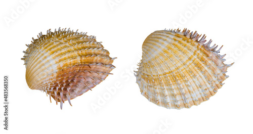 Spiny cockles of saltwater clam isolated on a white background. Acanthocardia aculeata. Close-up of two ribbed sea shell valves of marine bivalve mollusk with sharp spines. Pale brown seashell halves.