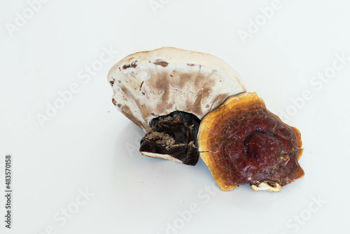 Dried Ganoderma Lucidum Mushroom isolated on white background. Ling Zhi Mushroom
