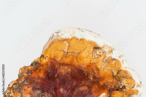 Close up Dried Ganoderma Lucidum Mushroom isolated on white background.Ling Zhi Mushroom