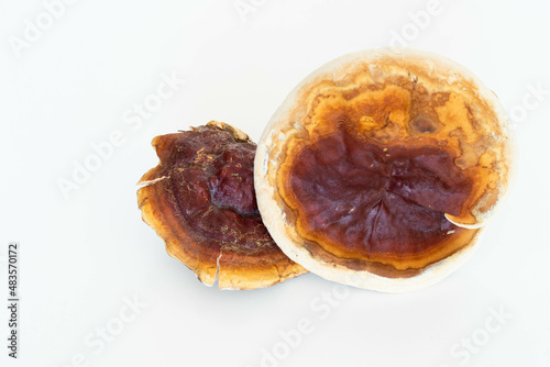 Dried Ganoderma Lucidum Mushroom isolated on white background. Ling Zhi Mushroom close up. Chinese traditional medicine