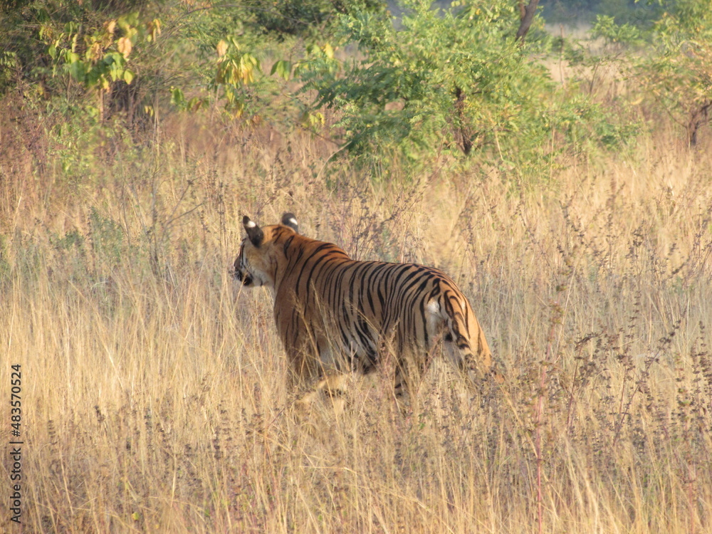 Fototapeta premium TIGER ON HUNT
