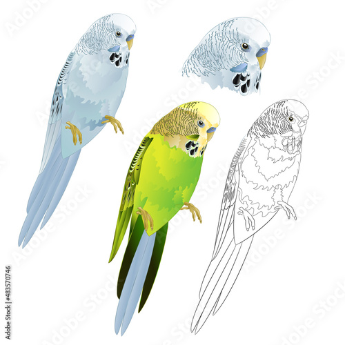 Bird parakeet Budgerigar  blue and green pet parakeet  or budgie or shell parakeet home pet natural and outline  on a white background vintage vector illustration editable hand draw