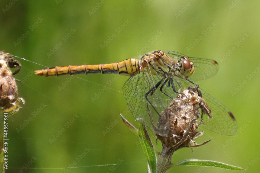 Sympétrum sanguin (Sympetrum sanguineum) Sympétrum sanguin (Sympetrum sanguineum)