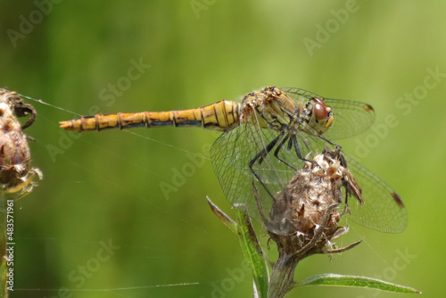 Sympétrum sanguin (Sympetrum sanguineum)