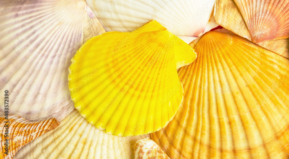 Sea shells natural texture Sea shells natural texture