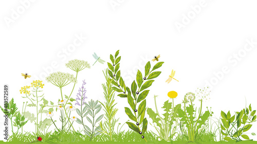 Pflanzen  und Kräuter - vector illustration	