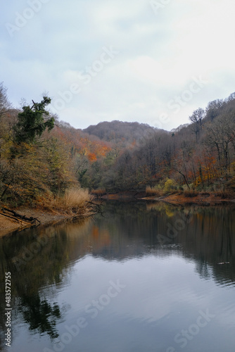 autumn in the forest