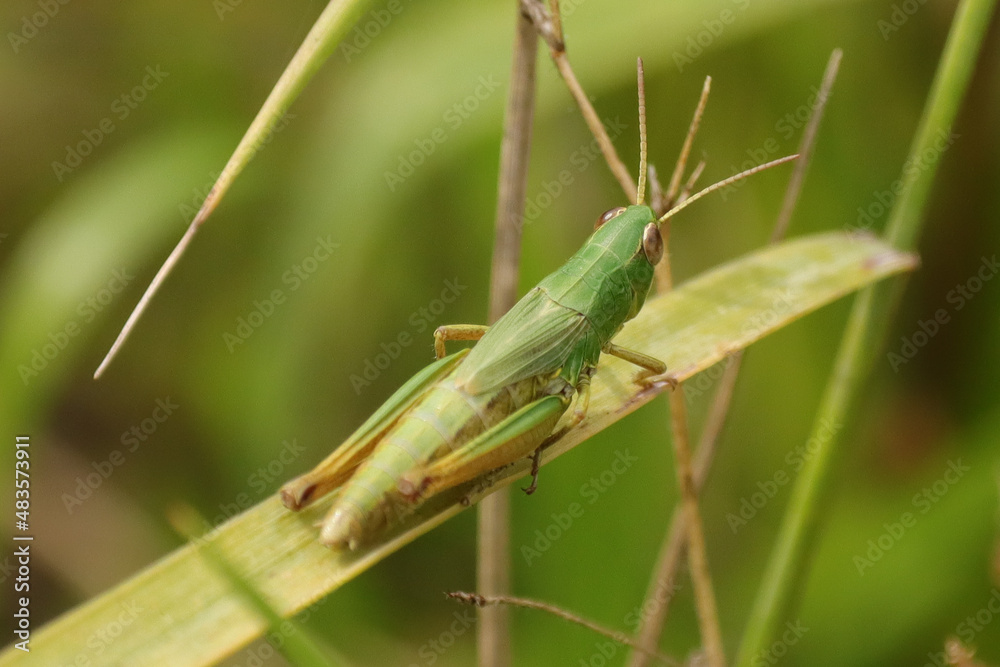 Criquet des pâtures (Pseudochorthippus parallelus) Criquet des pâtures (Pseudochorthippus parallelus)