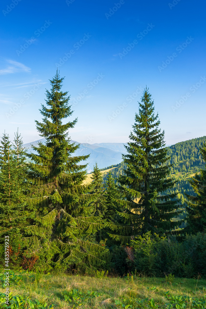 fir forest on the hill. beautiful nature scenery on a sunny morning. scenic carpathian mountain landscape. green environment in summer. blue sky with fluffy white clouds
