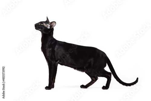 Oriental black cat walking isolated on white background.