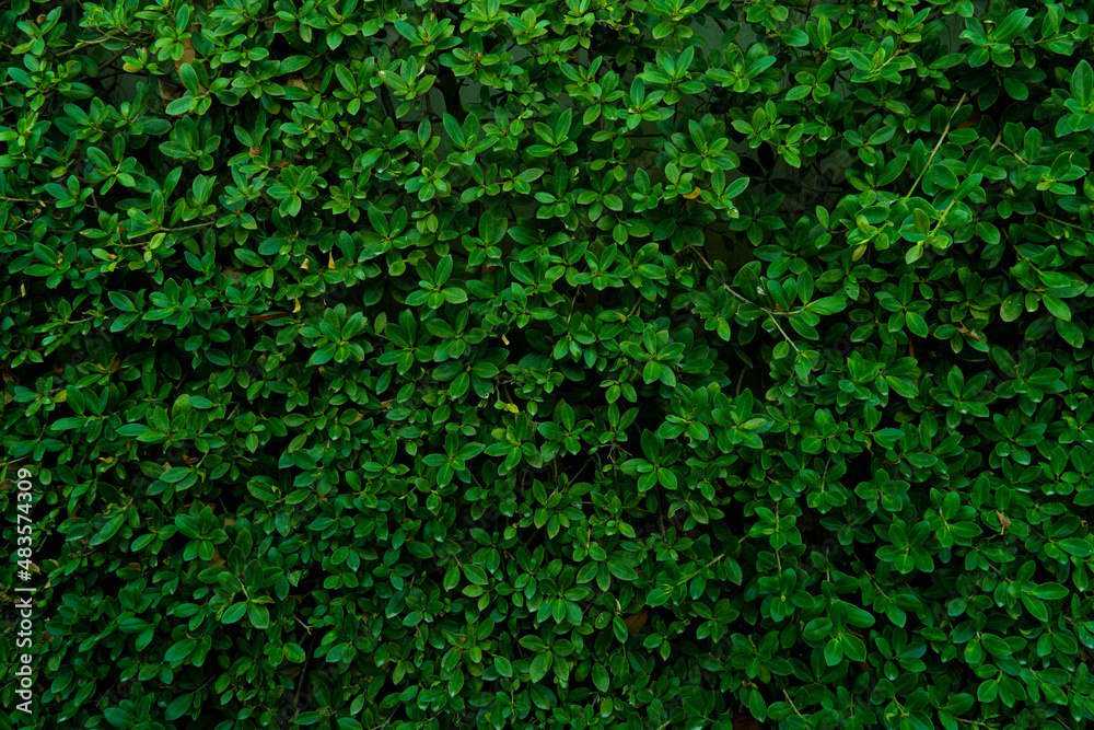 Eukien tea made to wall. Creeping foliage plants make walls or fences to decorate the garden. for background and textured.