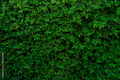 Eukien tea made to wall. Creeping foliage plants make walls or fences to decorate the garden. for background and textured. © thongchainak