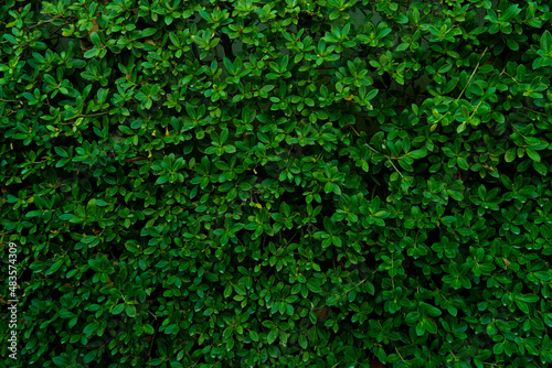 Fototapeta Naklejka Na Ścianę i Meble -  Eukien tea made to wall. Creeping foliage plants make walls or fences to decorate the garden. for background and textured.