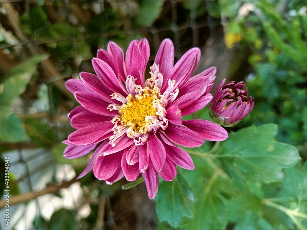 Obraz premium pink Chrysanthemums flower 