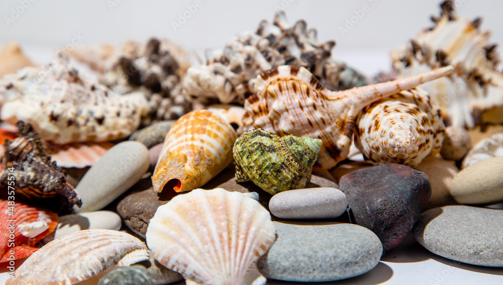 Variety of seashells on smooth stones