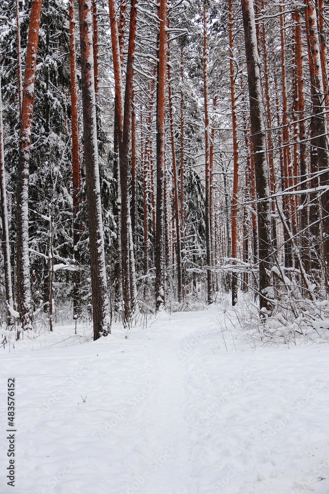 Winter frosty forest. There is a lot of snow and trees in the snow.