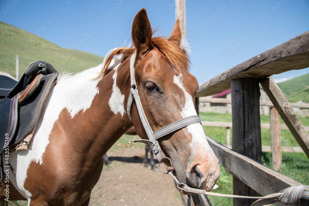 Fototapeta premium Browne horse portrait in the farm.