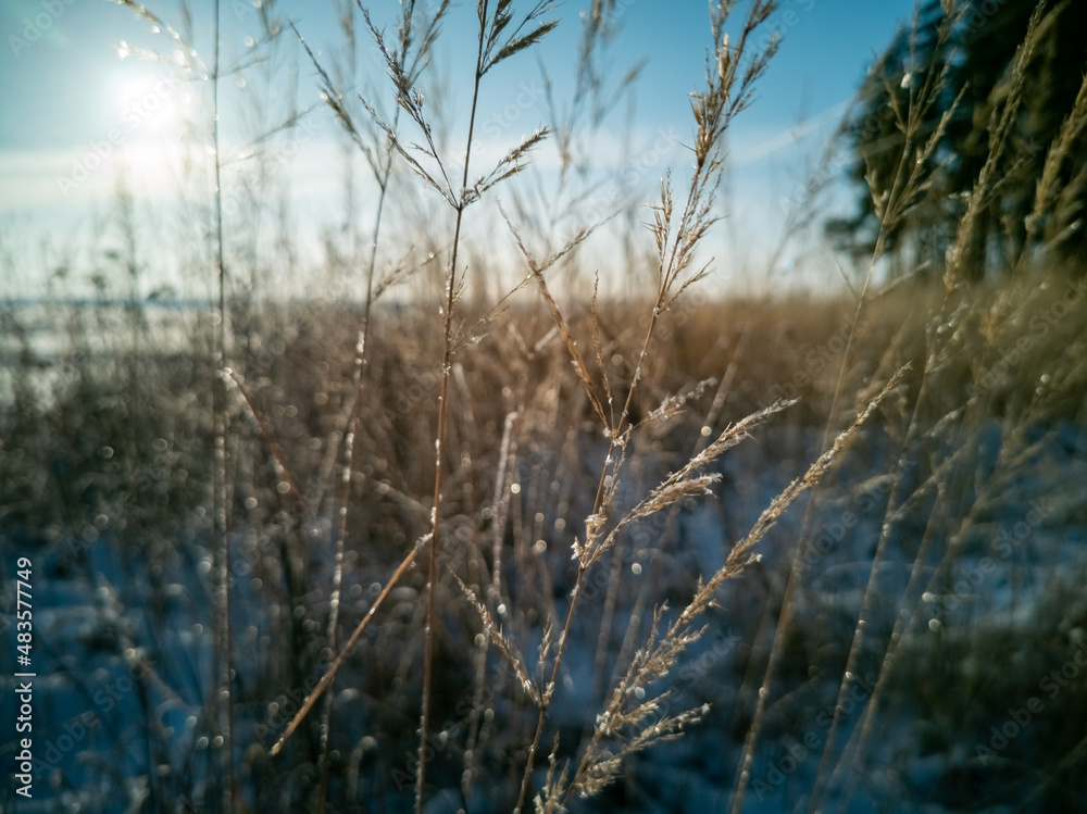 Fototapeta premium selective focus of field of dry grass covered by snow in sunshine