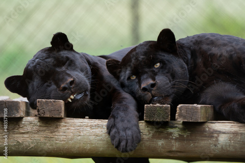 Obraz na plátne 2 Black Panther Jaguar brothers being held in captivity to ensure that the species can reproduce to get it off of the endangered species list