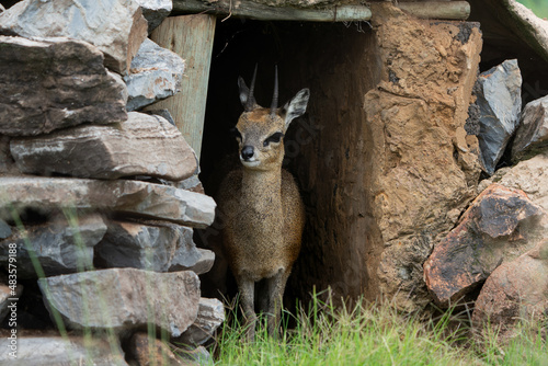 Small Duiker antelope in a cage in captivity with a man made shelter. photo