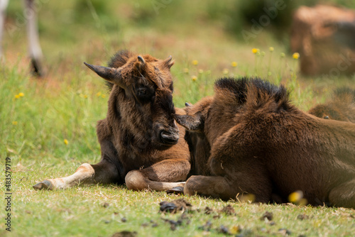 Beautiful cute baby wildebeest with small stumps for horns cuddling together in a herd to keep safe from the predators.