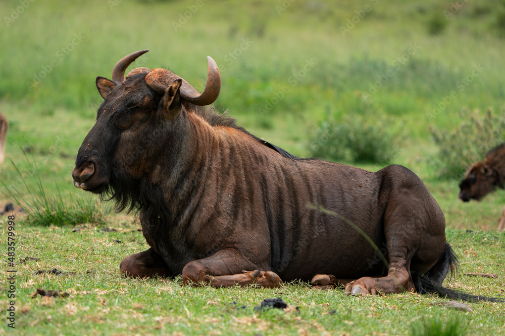 custom made wallpaper toronto digitalMature Blue wildebeest laying on the ground calling its young to come to her. beautiful patterns and textures on its hide