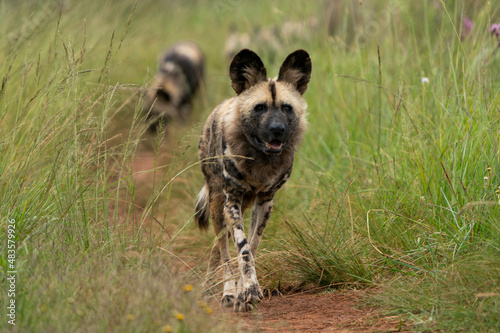 Fierce African Wild dog in its natural habitat hunting for food. running in the bush veld with rounded ear.