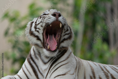 Beautiful White Bengal Tiger  yawning and showing its teeth and pink tongue  with stunning patterns and textures on its hide. Held in captivity in a nature reserve  