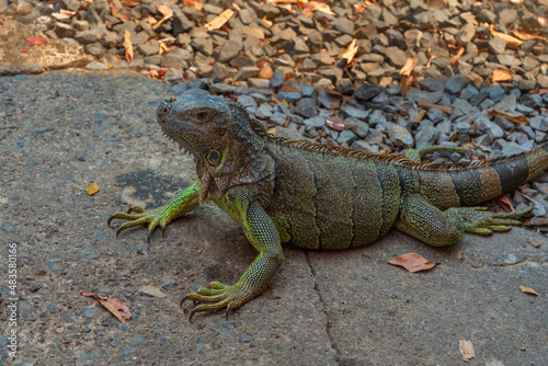Iguana on the ground