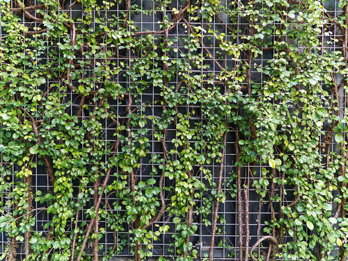 Green Climbing Plants Over Steel Wire Mesh Wall