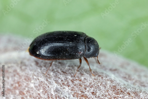 Cobweb beetle, Ctesias serra from the family Dermestidae a skin beetles.