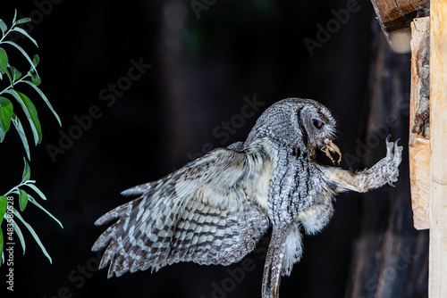 Photography Western Screech Owl