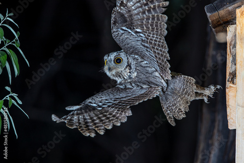 Wall Mural Western Screech Owl in Flight