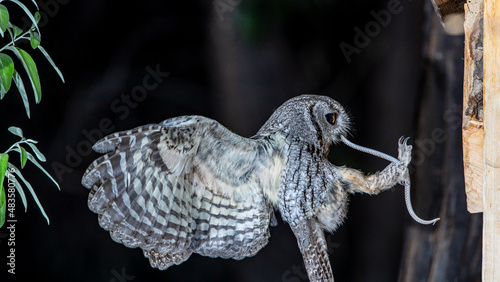 Konstfotografi Western Screech Owl With Snake