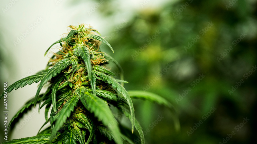 Flower cannabis plant with buds Flower cannabis plant with buds